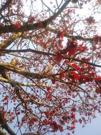 Low angle view of apple blossoms against sky