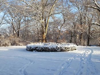 Bare tree on snow covered landscape