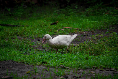 Side view of a bird on land