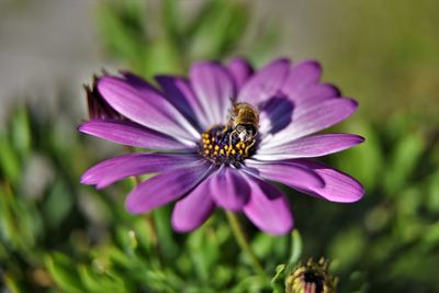 Close-up of honey bee pollinating flower