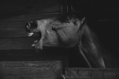 Dog resting on wooden floor