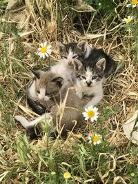 High angle view of kittens on field