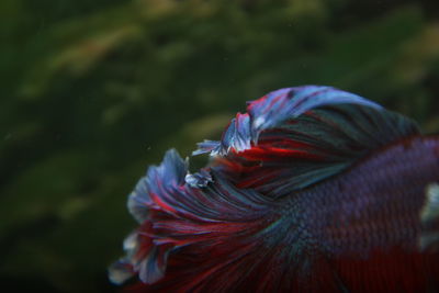 Close-up of peacock