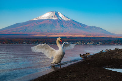 Swan with spread wings perching by lake against mountain