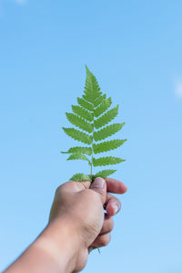 Hand holding plant against blue sky
