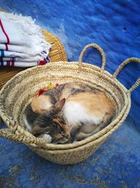 High angle view of lizard in basket