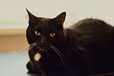 Close-up portrait of black cat