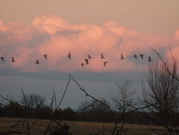 Silhouette birds flying against sky during sunset