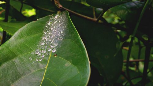 Close-up of plant