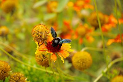 Bee pollinating on yellow flower