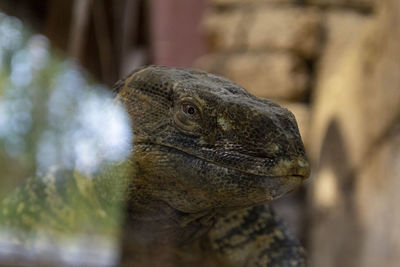 Close-up of lizard