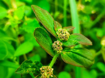 Close-up of flower growing on plant