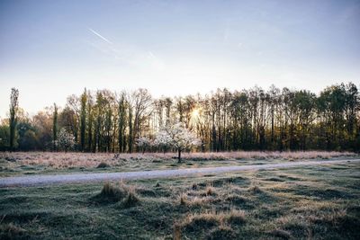 Trees on field against sky during sunrise