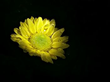 Close-up of water lily against black background