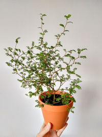 Close-up of potted plant against wall