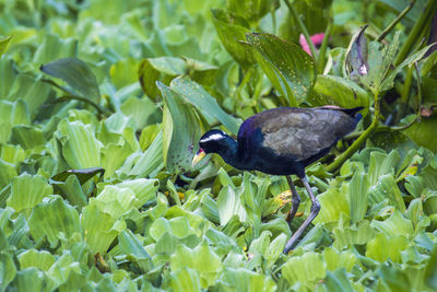 High angle view of bird perching on plant