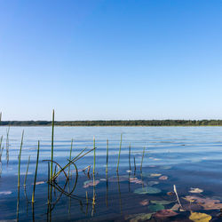 Scenic view of sea against clear blue sky