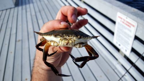 Cropped image of hand holding crab