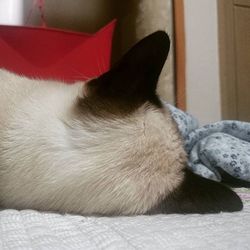 Cat sleeping on tiled floor