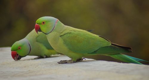 Close-up of parrot perching on leaf