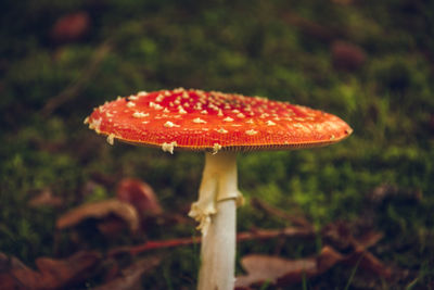 Close-up of fly agaric mushroom