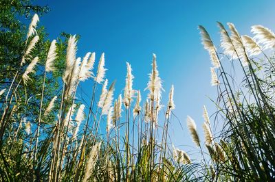 Low angle view of reeds against clear blue sky