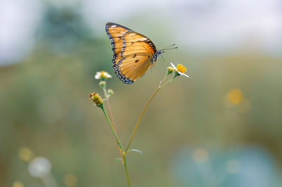 Close-up of butterfly pollinating flower