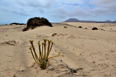 Scenic view of desert against sky