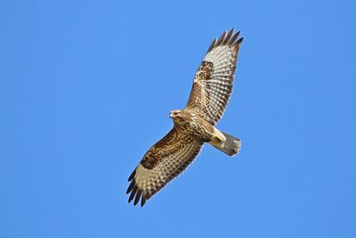 Low angle view of hawk flying against clear blue sky