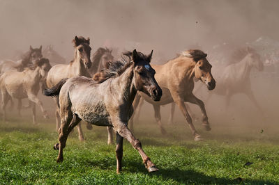 Horses running on field