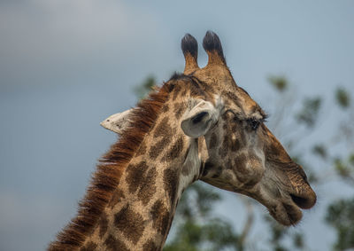 Close-up of an animal