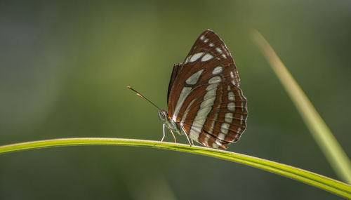 Close-up of common sailor butterfly on leaf