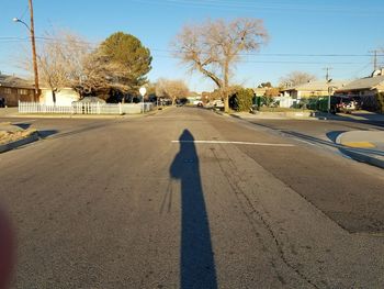 Shadow of trees on road