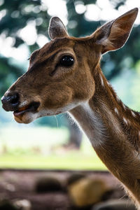 Java deer in botanical garden