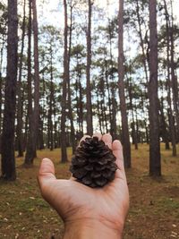 Close-up of hand holding cat against trees in forest