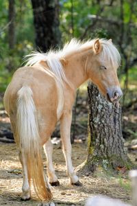 Horse standing in a field