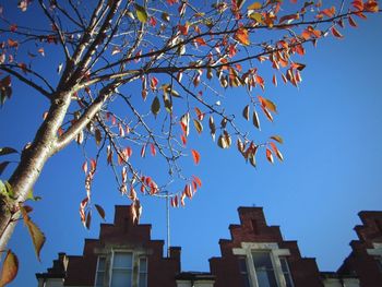 Low angle view of tree against clear blue sky