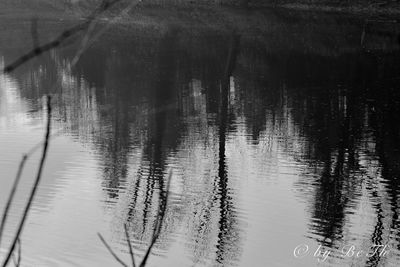 Reflection of trees in lake