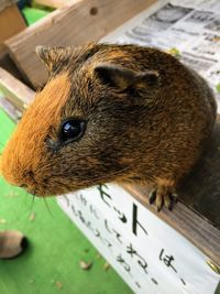 Close-up of a rabbit