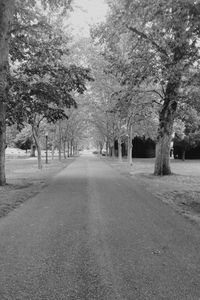 Road passing through trees