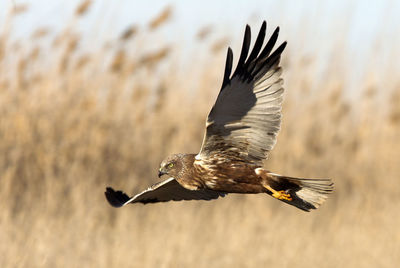 Close-up of eagle flying