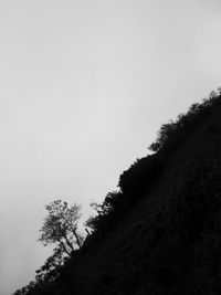 Low angle view of tree against sky