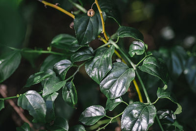 Close-up of flowering plant