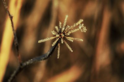 Close-up of christmas plant