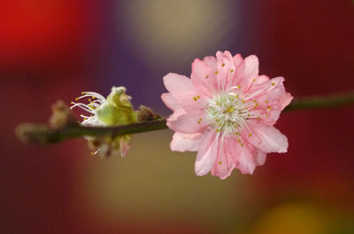 Close-up of pink cherry blossom