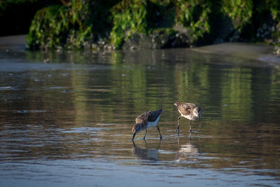 Birds on a lake