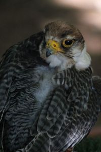 Close-up portrait of owl