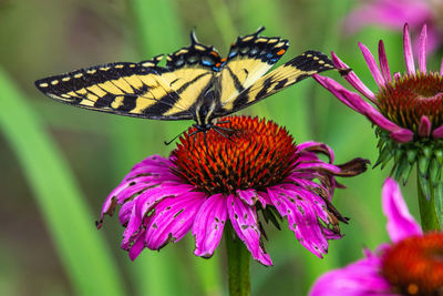 Close-up of butterfly pollinating on flower