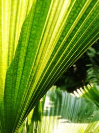 Close-up of palm tree leaves