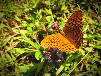 Close-up of butterfly pollinating on flower